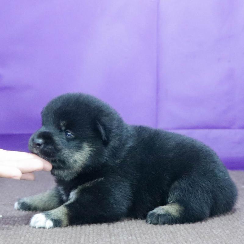 販売中の愛知県の柴犬-406306の2枚目